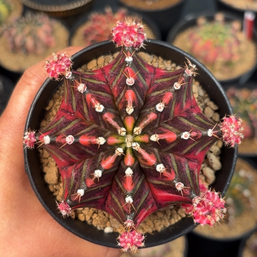 泰系米哈仙人球180