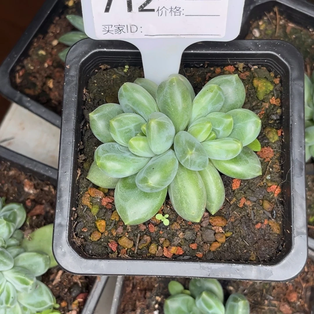 卡布奇诺多肉植物712