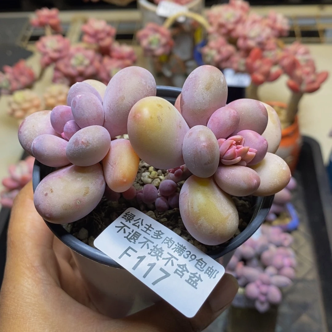 117蛋黄奶多肉7c m