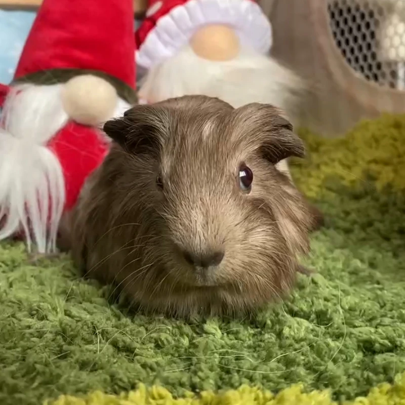 25706荷兰猪豚鼠活体宠物天竺鼠直播挑选英短妹妹（C02）