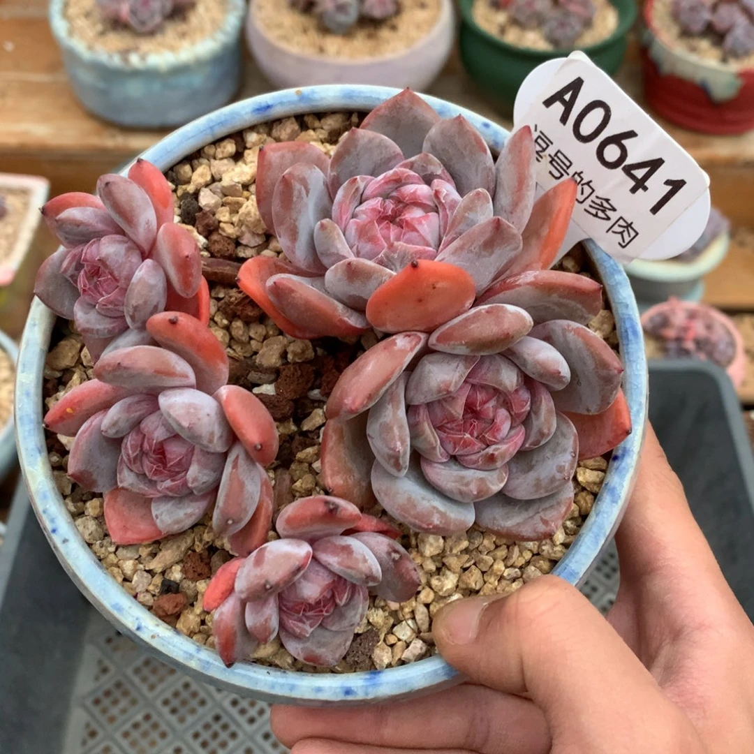 A0641 星影老桩 有砍 12cm