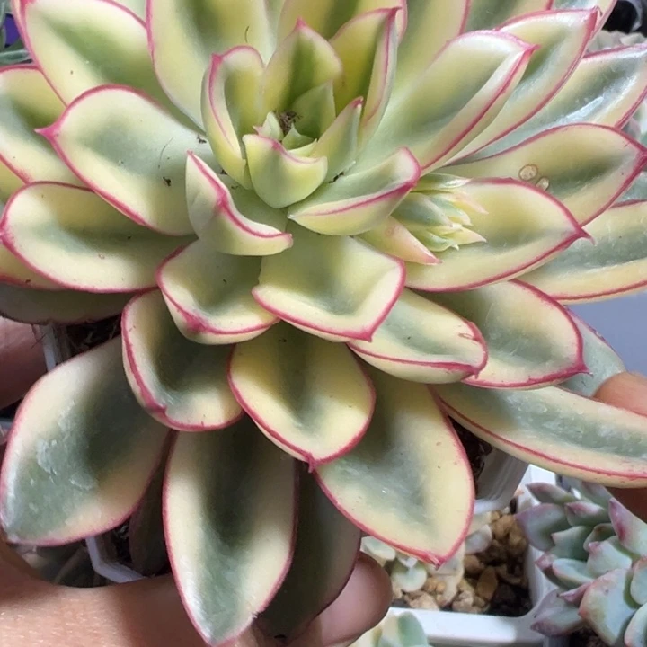 红花女王锦多肉植物1143