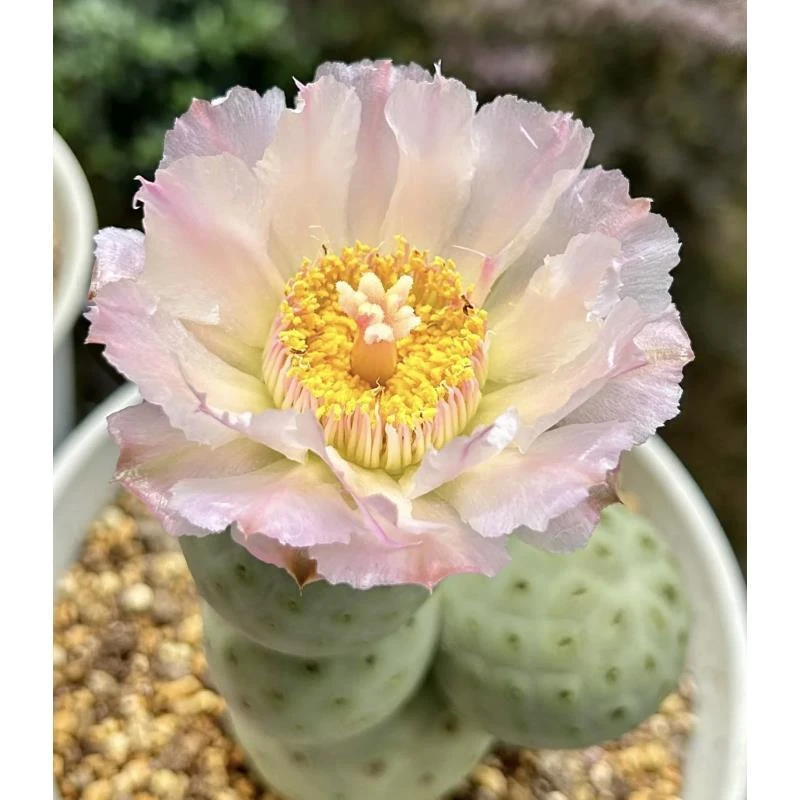 冠幅2--3cm习志野（有干疤）   仙人球夏型种绿植盆栽桌面阳台办公