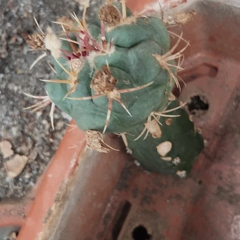 1206处理无根的植物