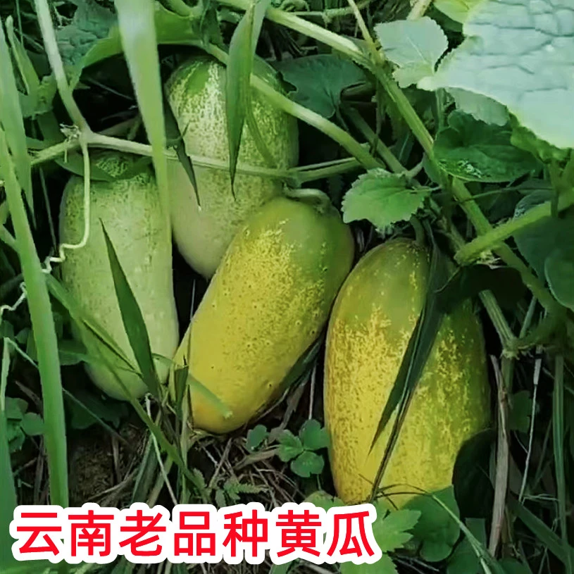 云南品种土黄瓜农家新鲜蔬菜孕妇云南特产土特产黄瓜水果凉拌