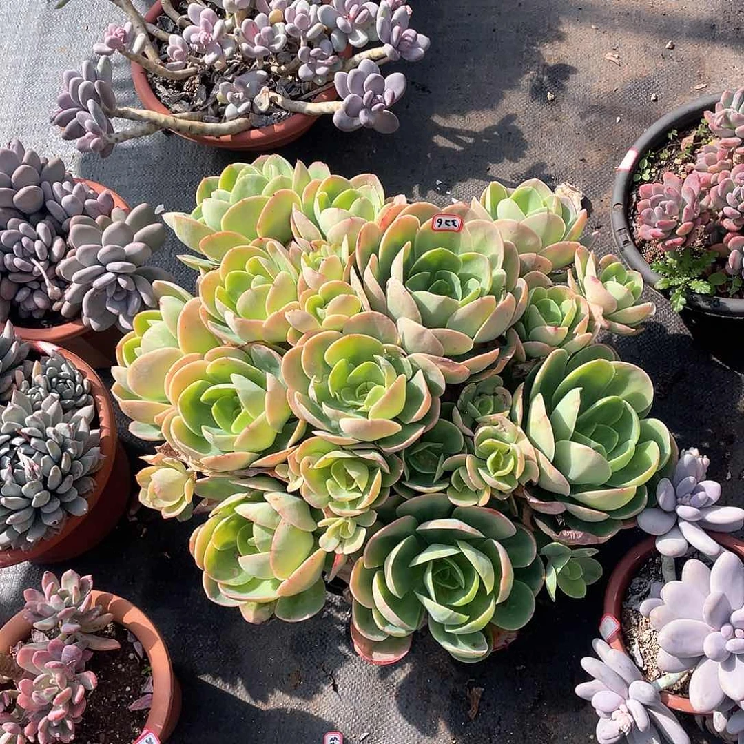 326骑兵 一物一拍多肉