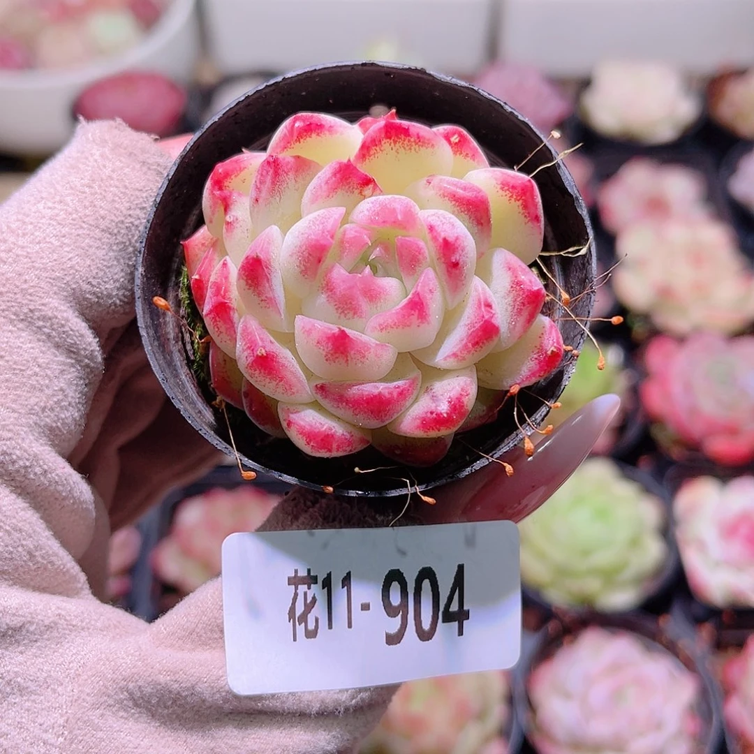 花利美11-904新品