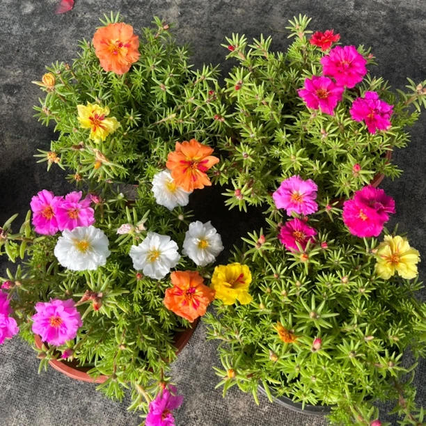 重瓣太阳花盆栽庭院花期长耐热好养