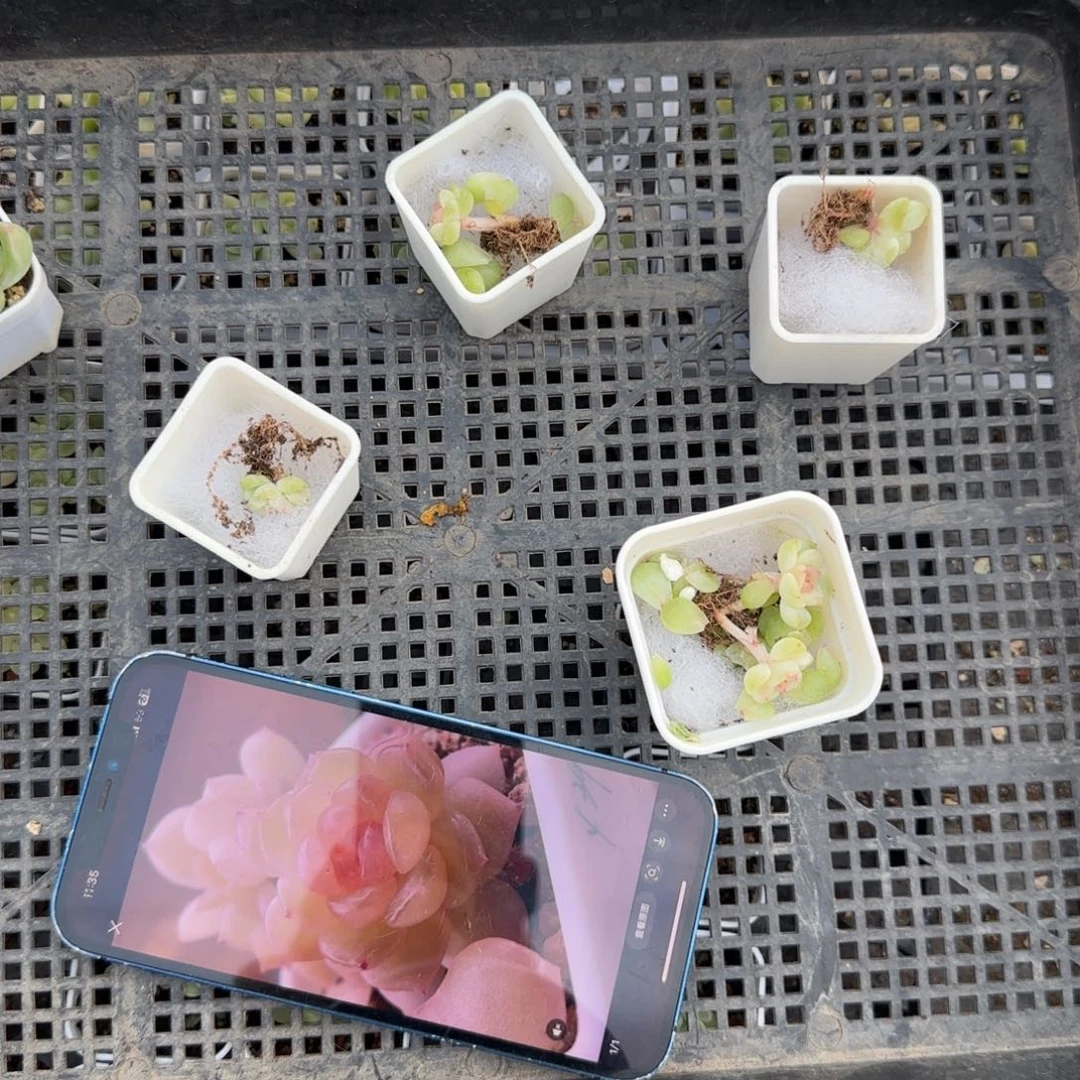 X Z9 叶子一个满25包邮