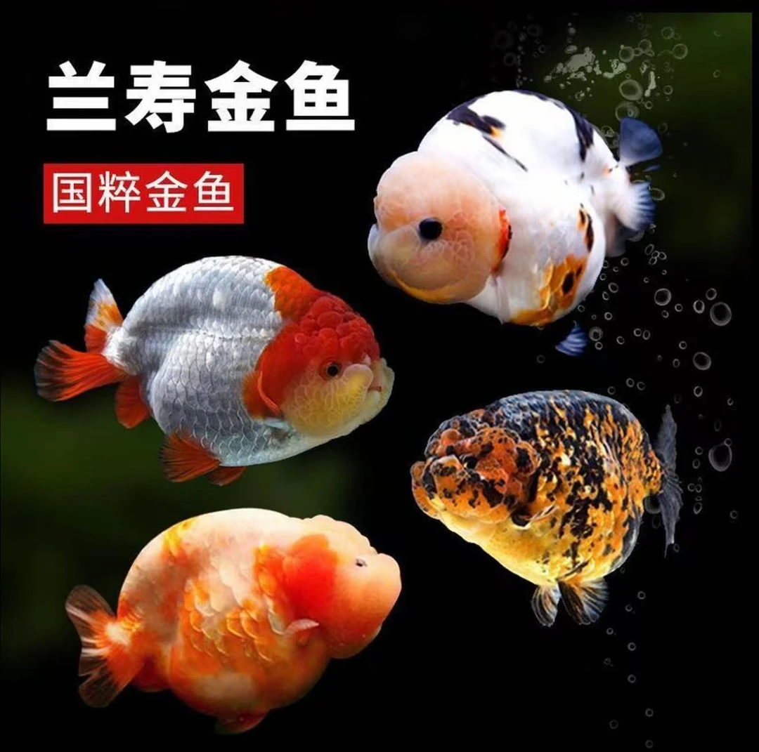【福州兰寿】精品亚成大头波妞兰寿金鱼苗冷水观赏鱼