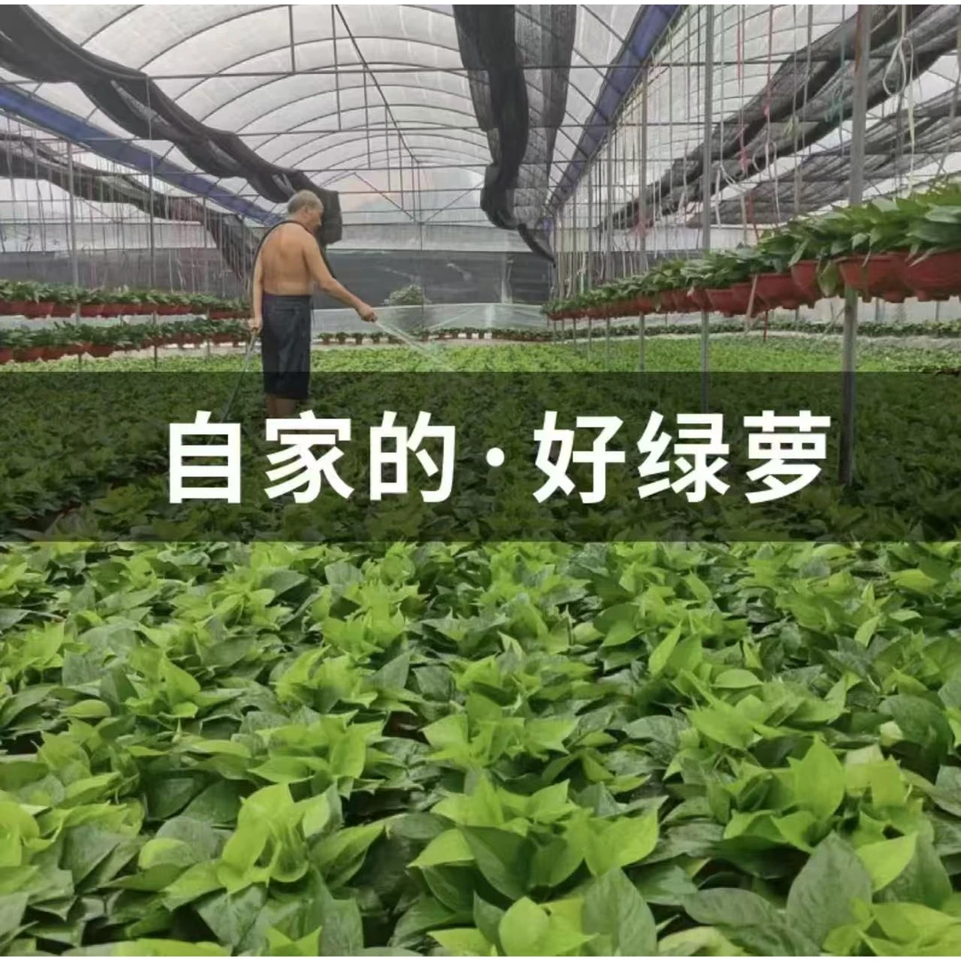 （新疆包邮）大叶绿萝盆栽净化空气吸甲醛去异味