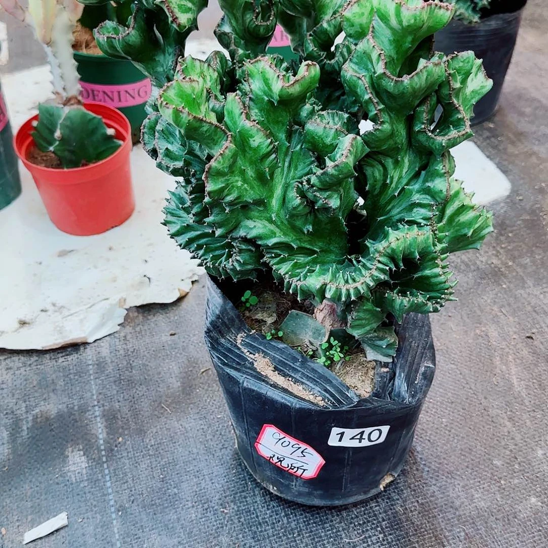 一物一拍玉麒麟土球发货一个月一水