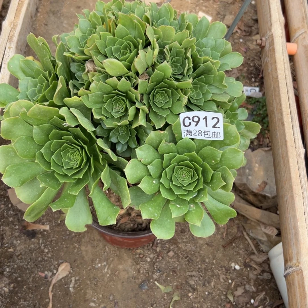 912多肉  绿羊绒