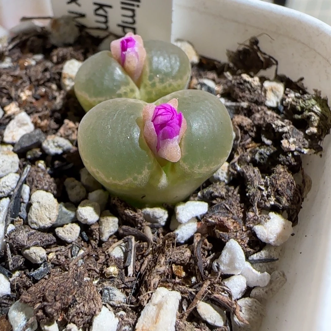 肉锥多肉植物组合-1453.75、1395