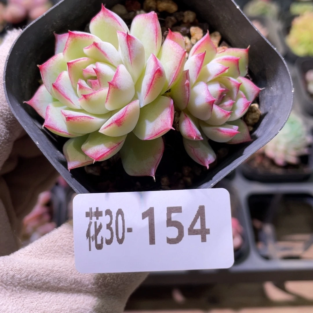 花利美30-154女王玫瑰