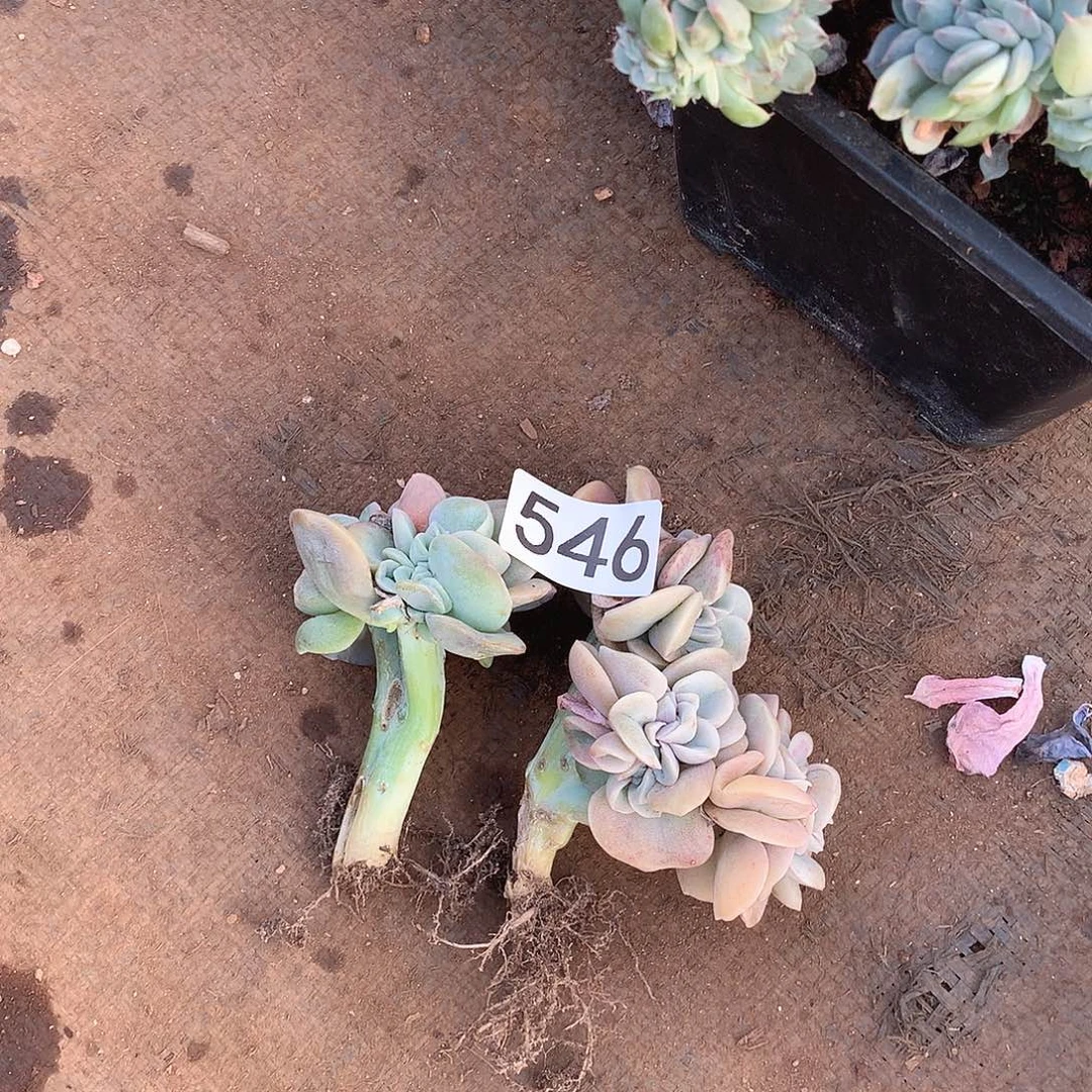 546可爱玫瑰瑕疵2棵