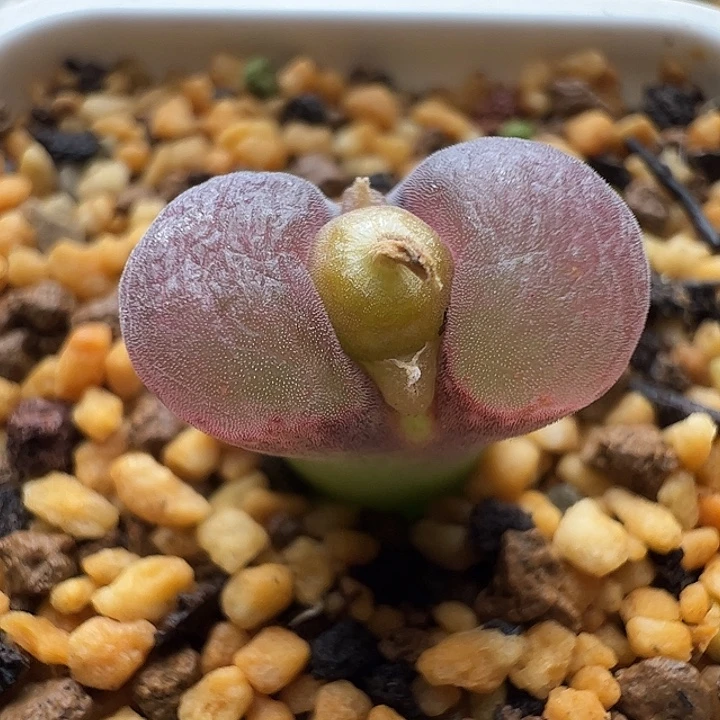 无花朵实生风铃玉31