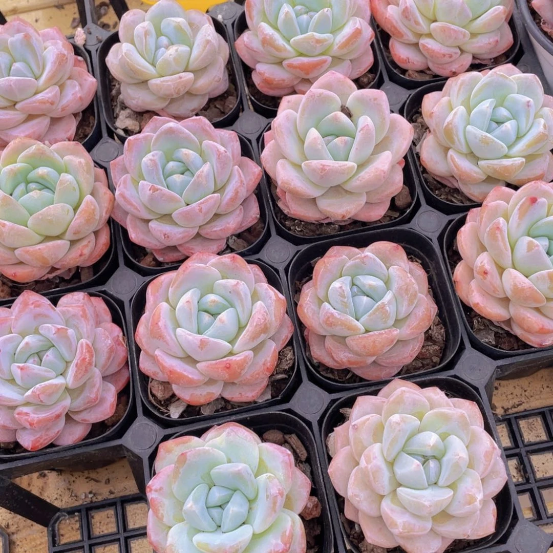 186号 奶油大白兔单头两个