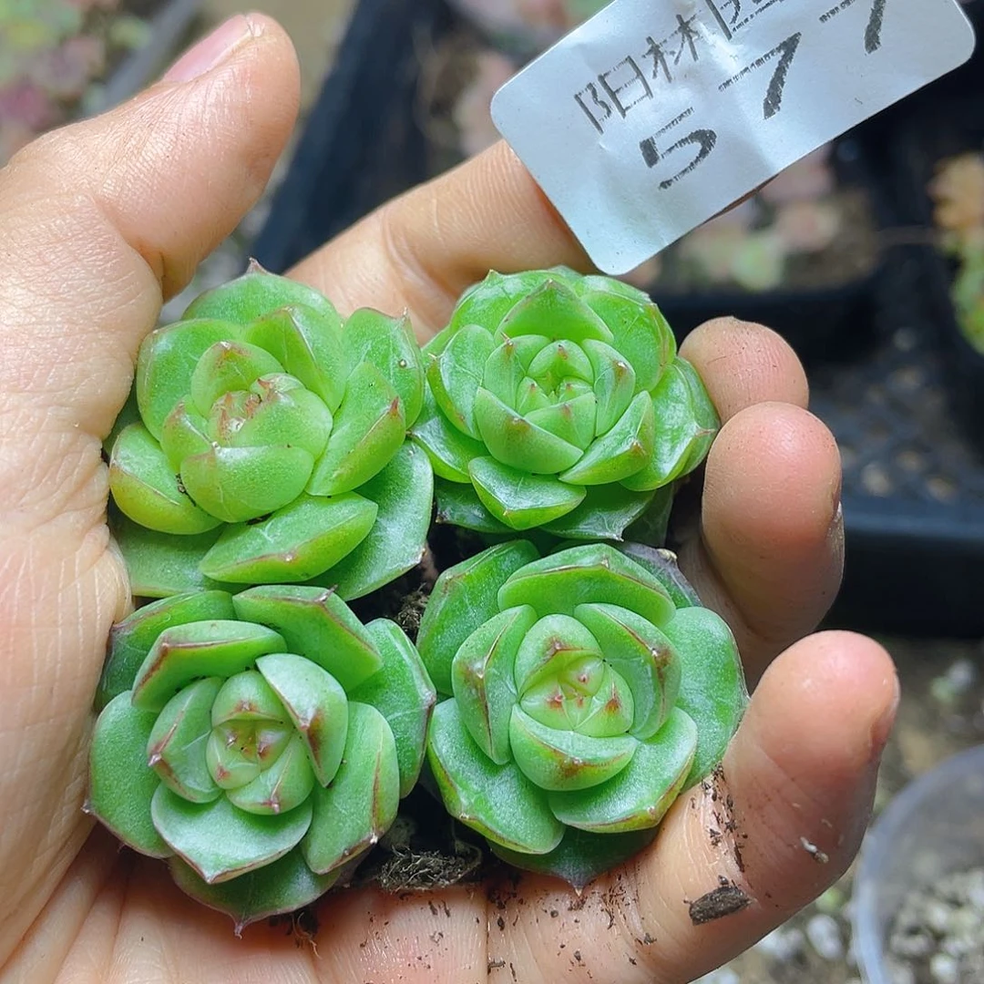 多肉植物多肉植物577