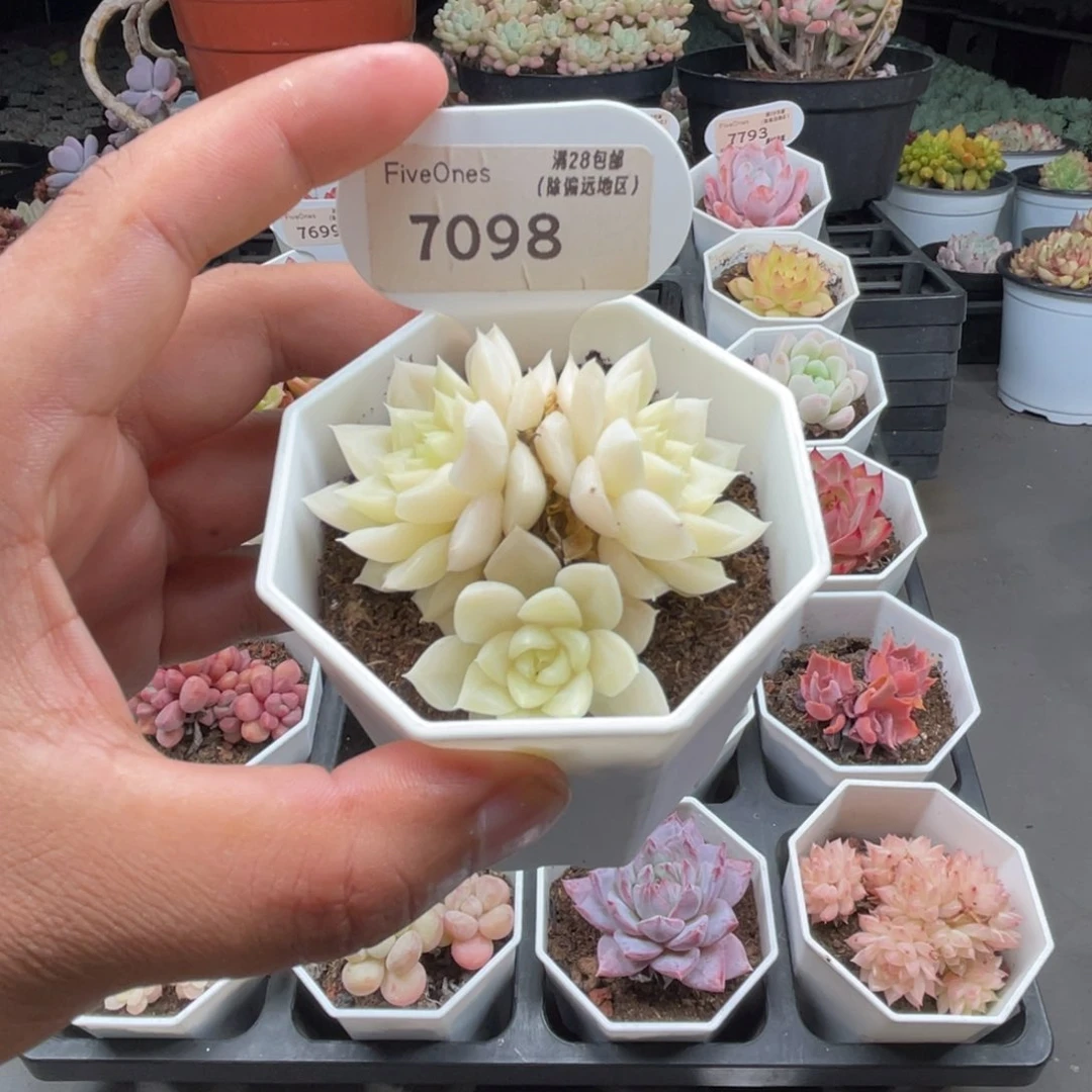 7098白天鹅4.0厘米