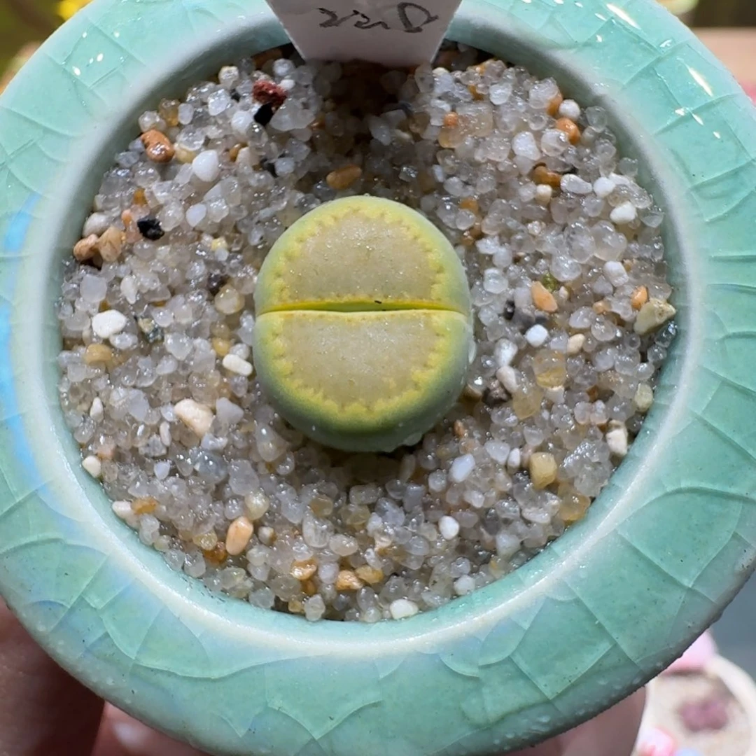 蘑菇1113黄巴厘净
