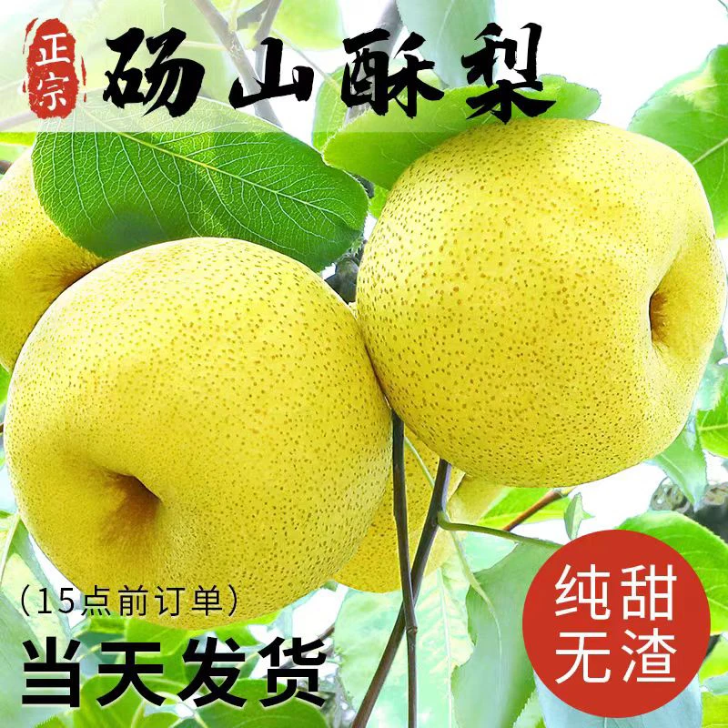 正宗安徽砀山酥梨 当季新鲜水果 皮薄多汁爆甜爽口净重4.5-5斤