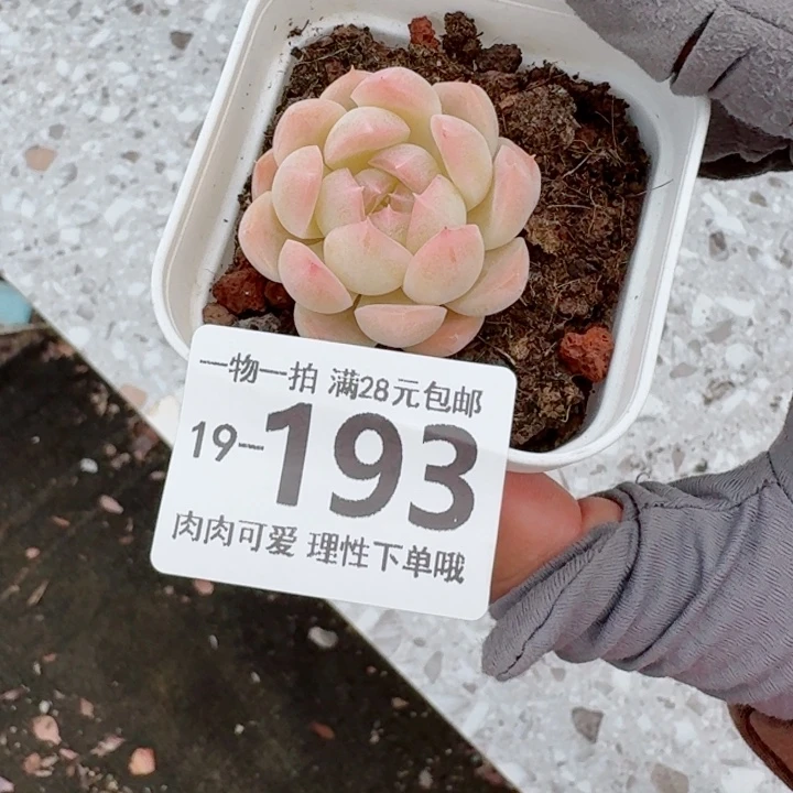 白桃汽水无盆土发货多肉多