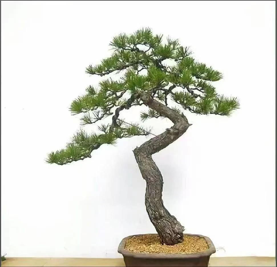 黑松 精品 一物一拍