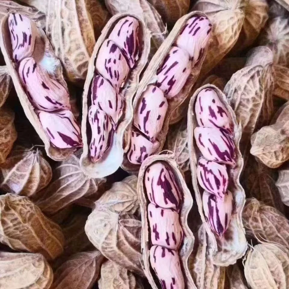 云南高原七彩花生 营养丰富 带壳