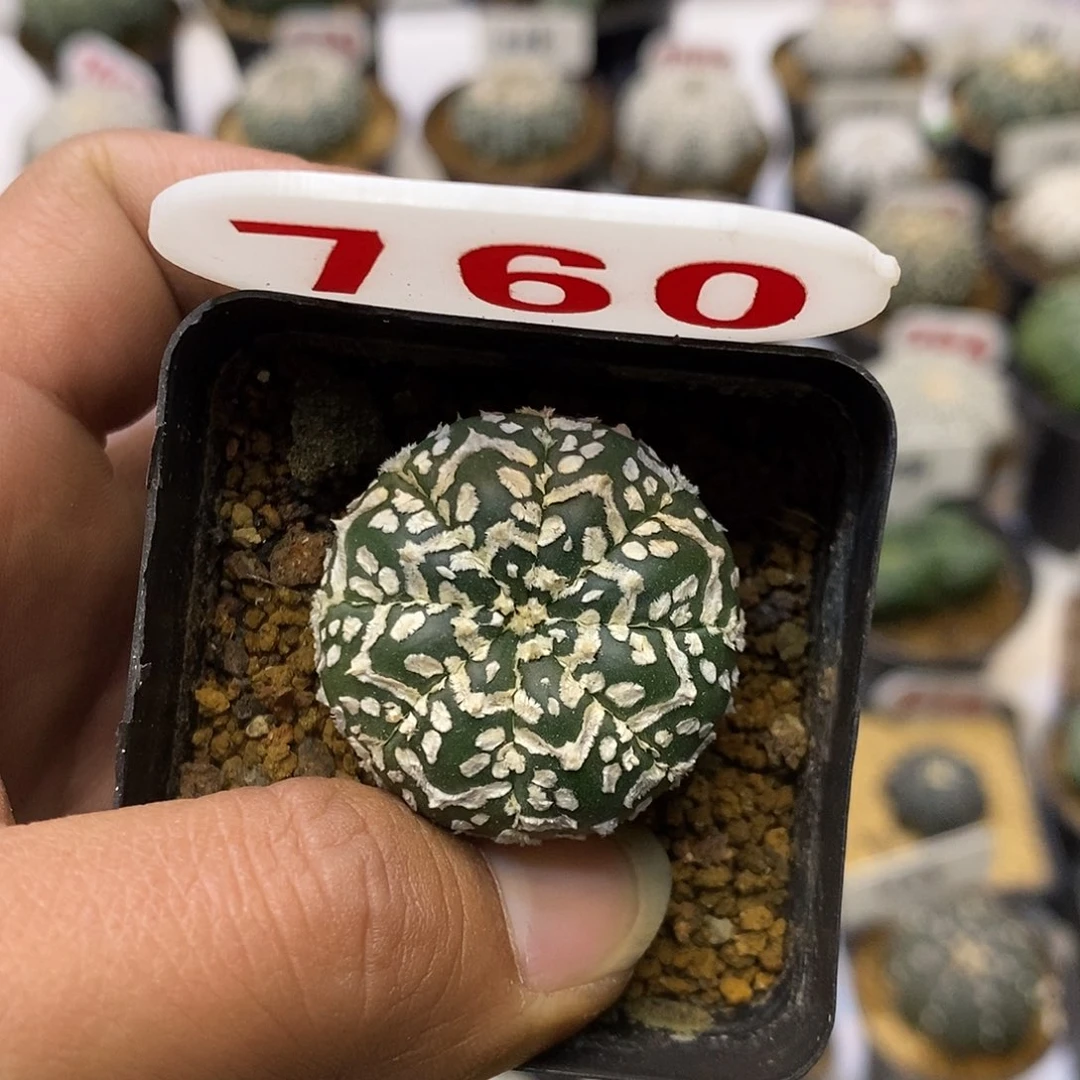 760福利特价来了打