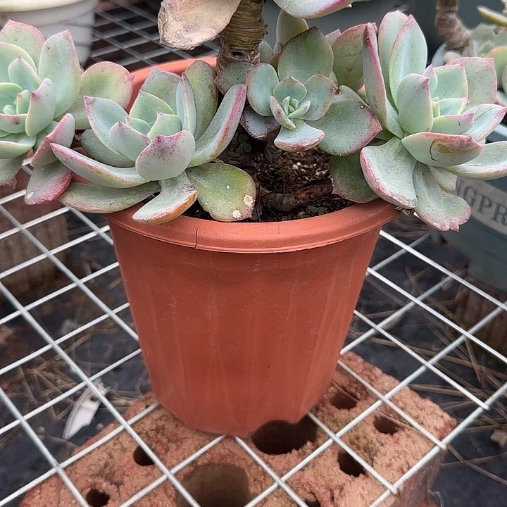 猪***影969血凤脱土发货不退不换