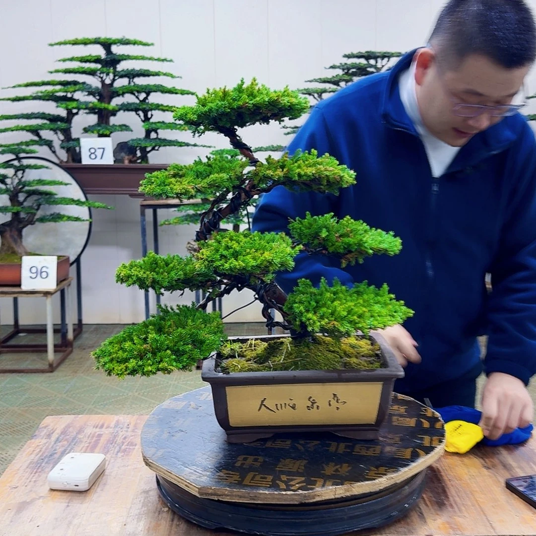无花朵柏树造型盆景