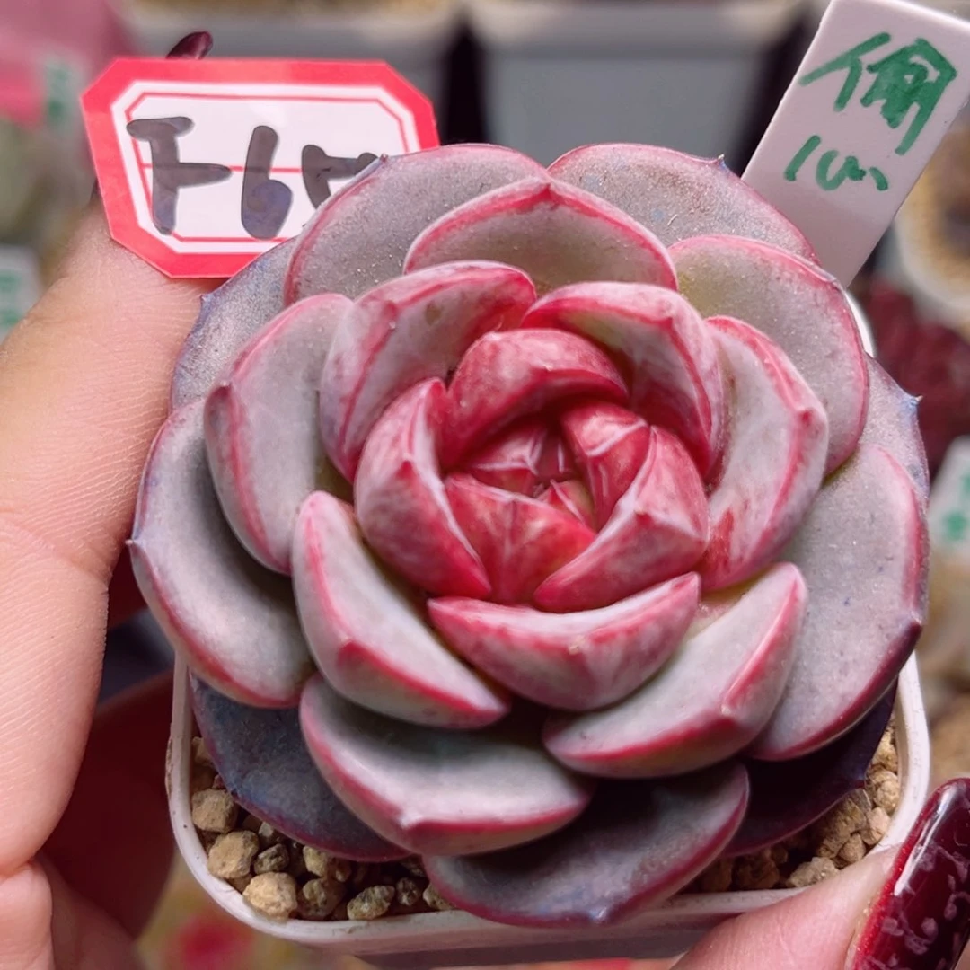 F654 一物一拍 偷心