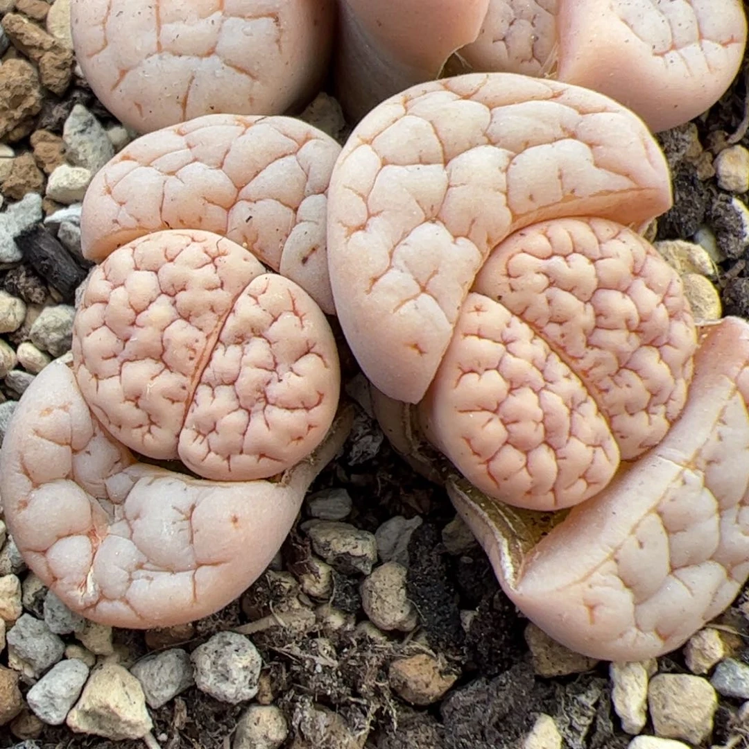 012号189双头 多肉植物