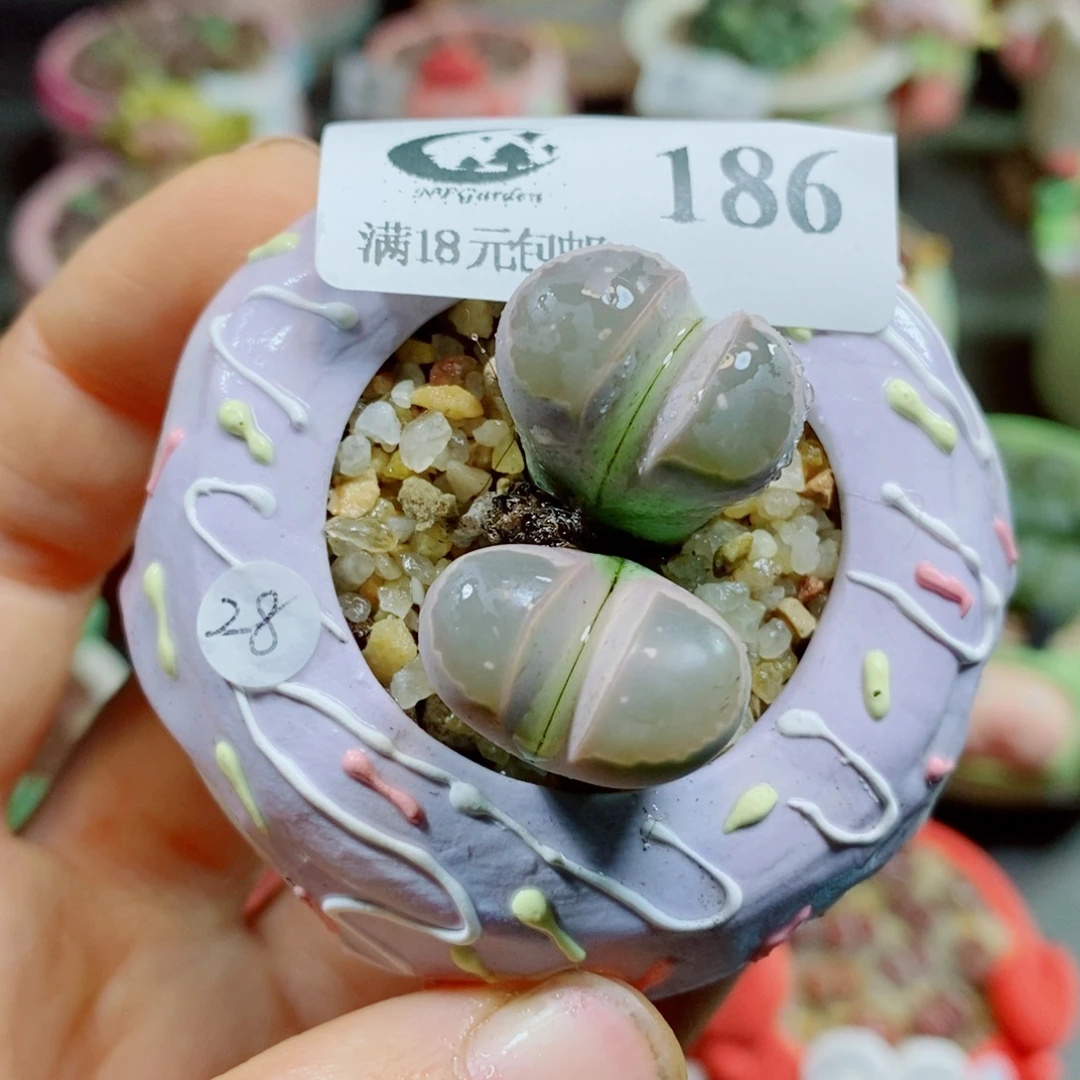 生石花花花花花花花186