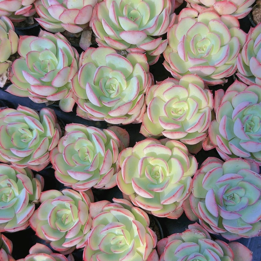 【闪购商品】3颗牡丹亭