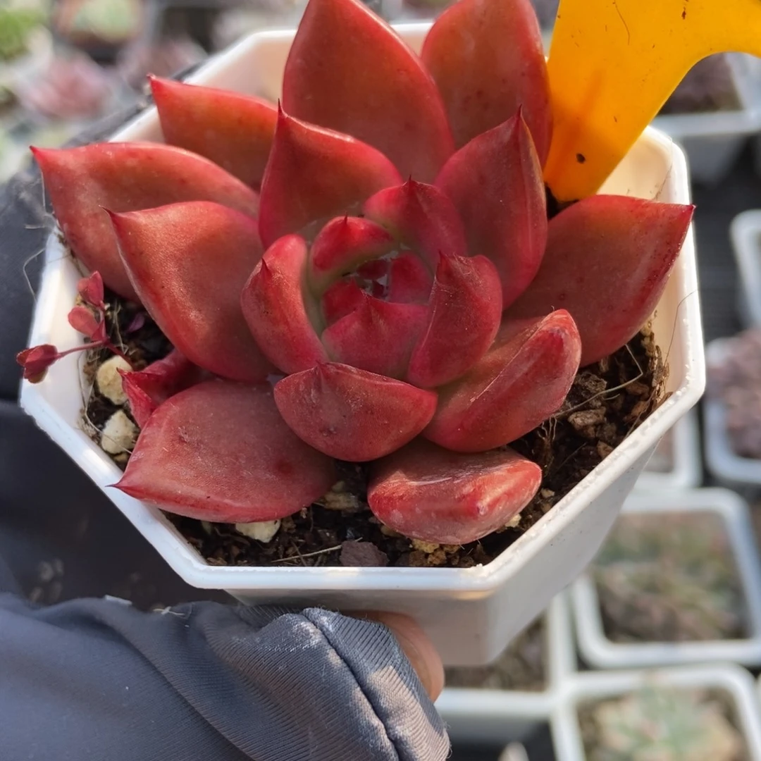 1625阿姆斯壮多肉植物