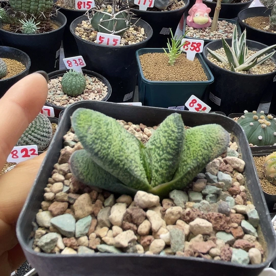 实生短叶春嘤啭卧牛