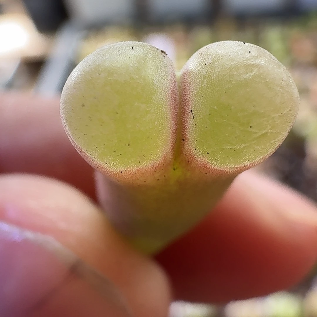 满30包邮风铃玉207