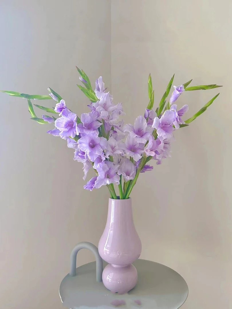 【云南鲜花】剑兰鲜切花产地直发品质保证好养护！花期