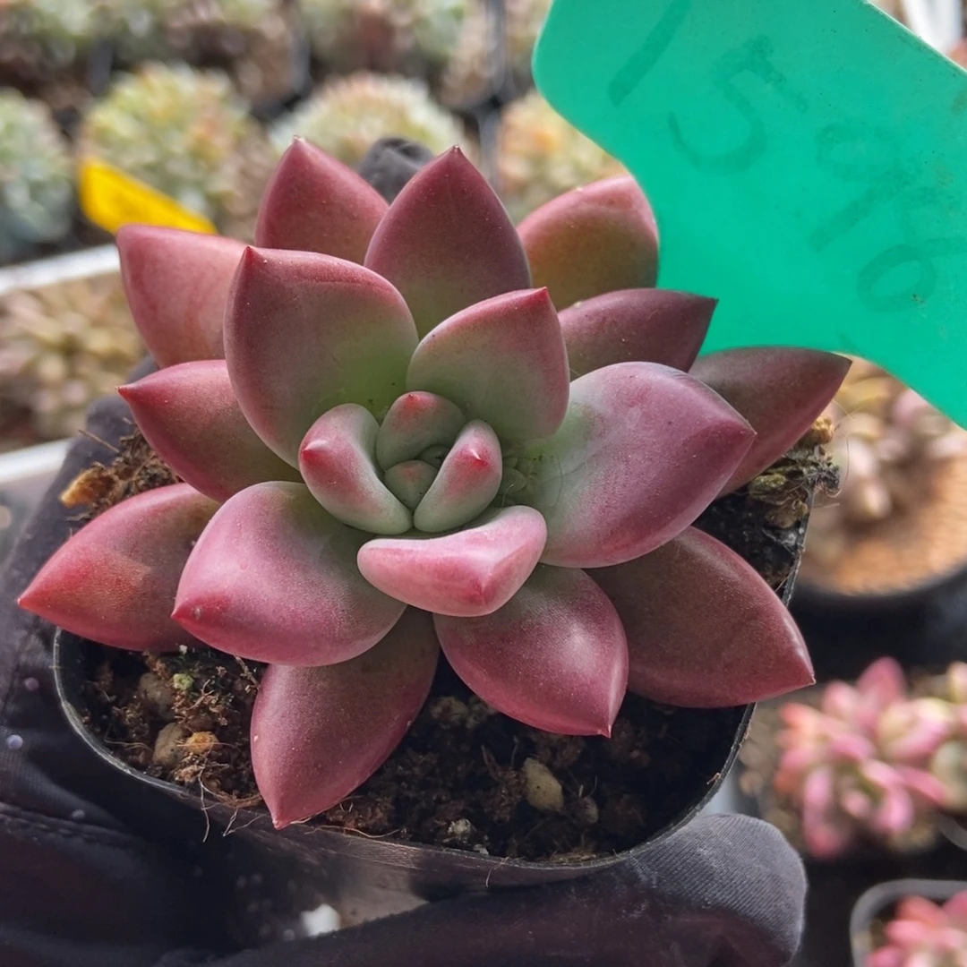 1598赫菲斯托多肉植物