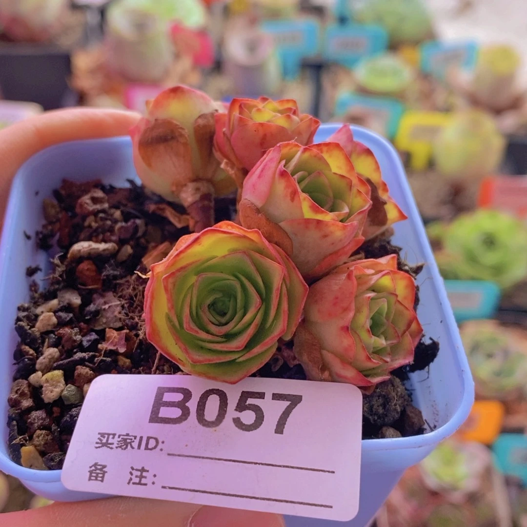 瑾***甜山地玫瑰一物一拍057