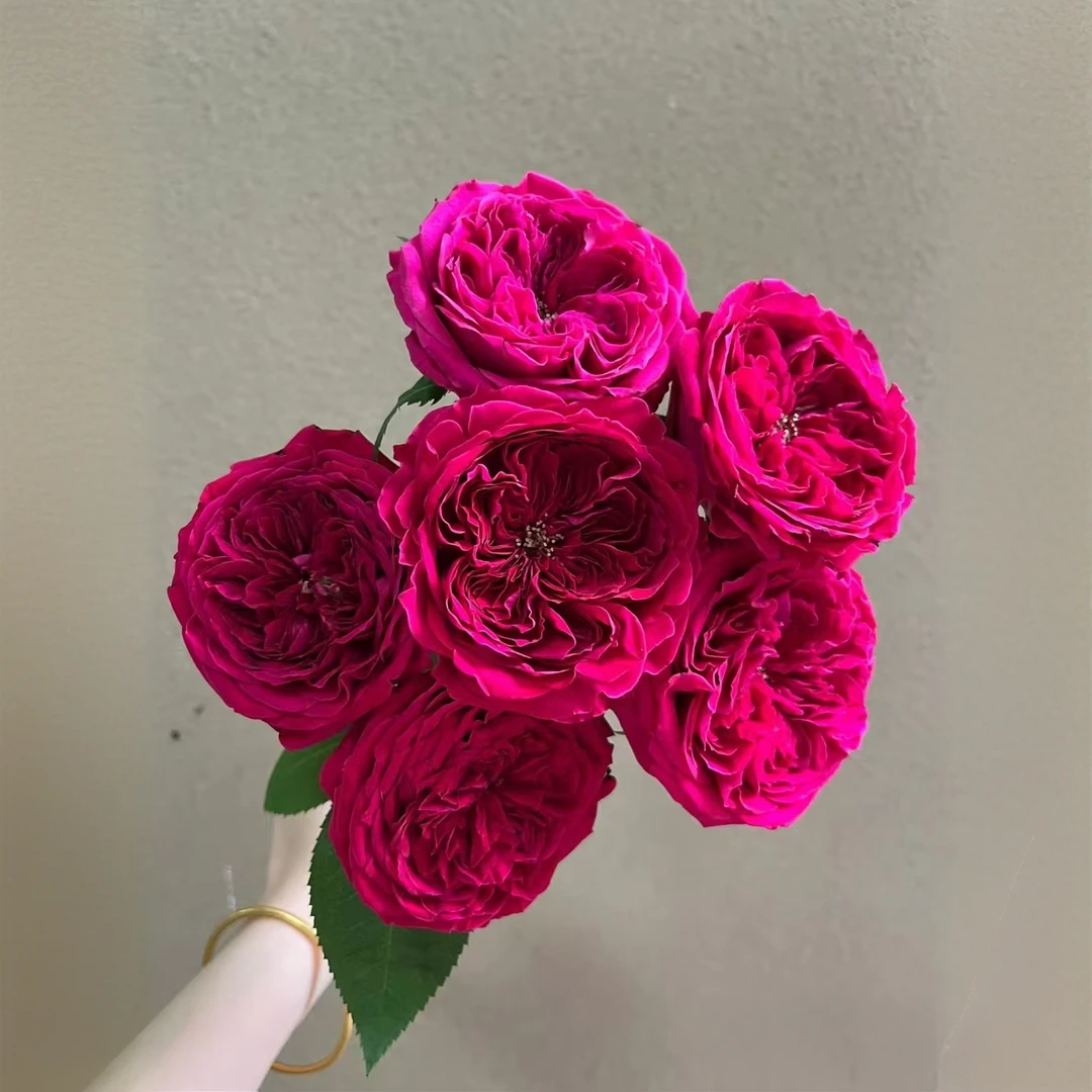 【秦小胖】达西单头玫瑰 10枝（注意：特殊花材，收到带包装醒花）