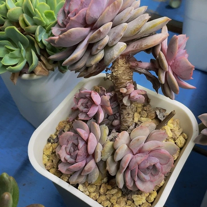 粉蝶石化一物一拍