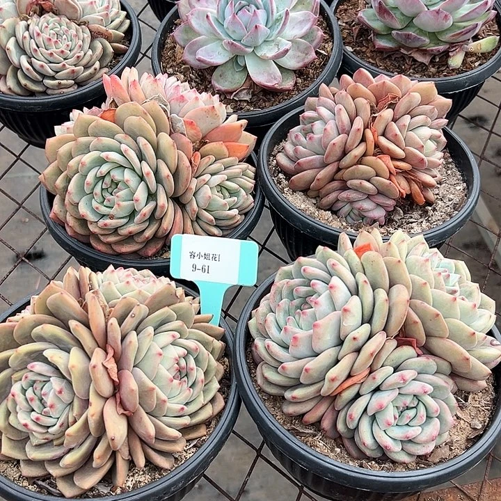 9.61爱丽儿一个脱土