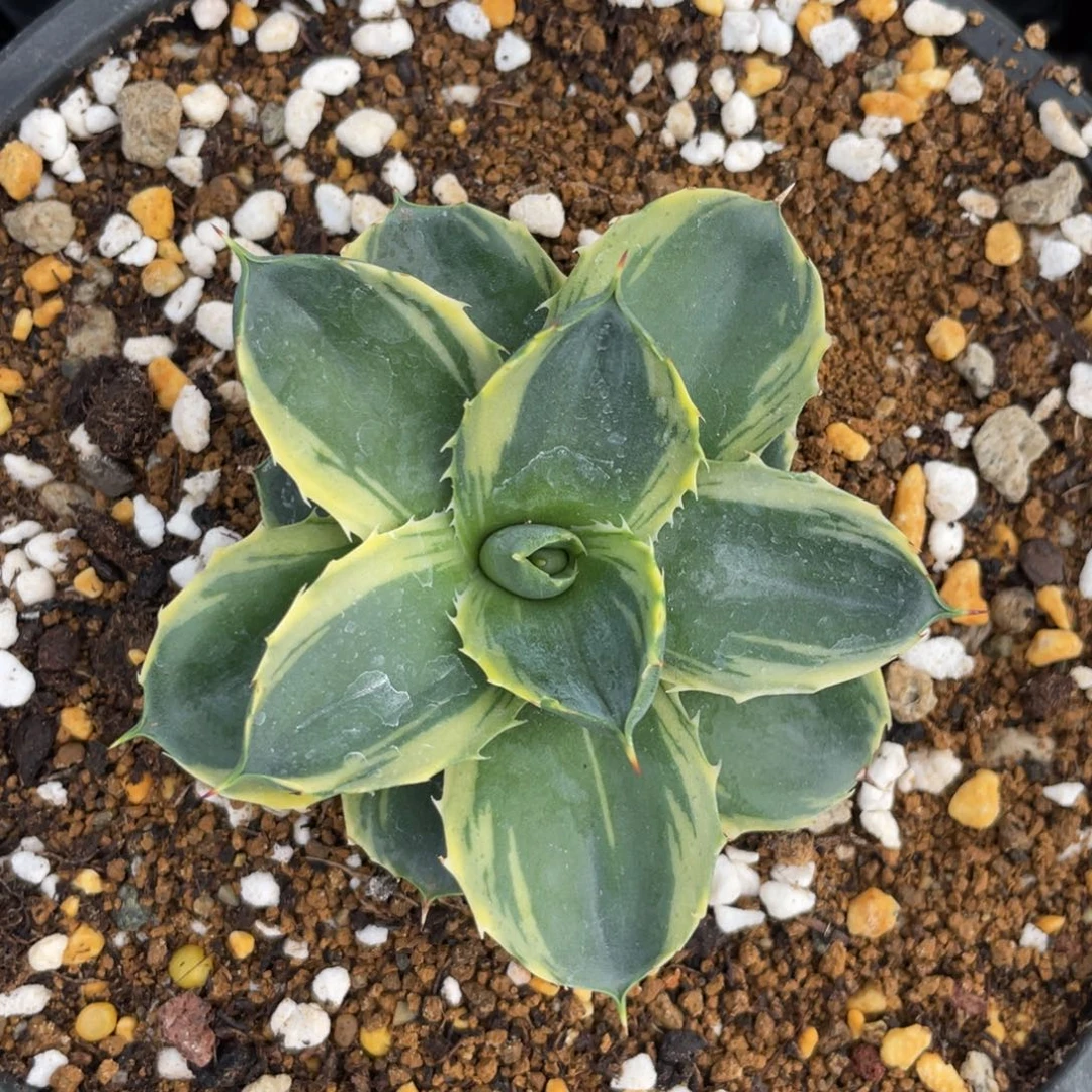 无花朵小精灵覆伦锦