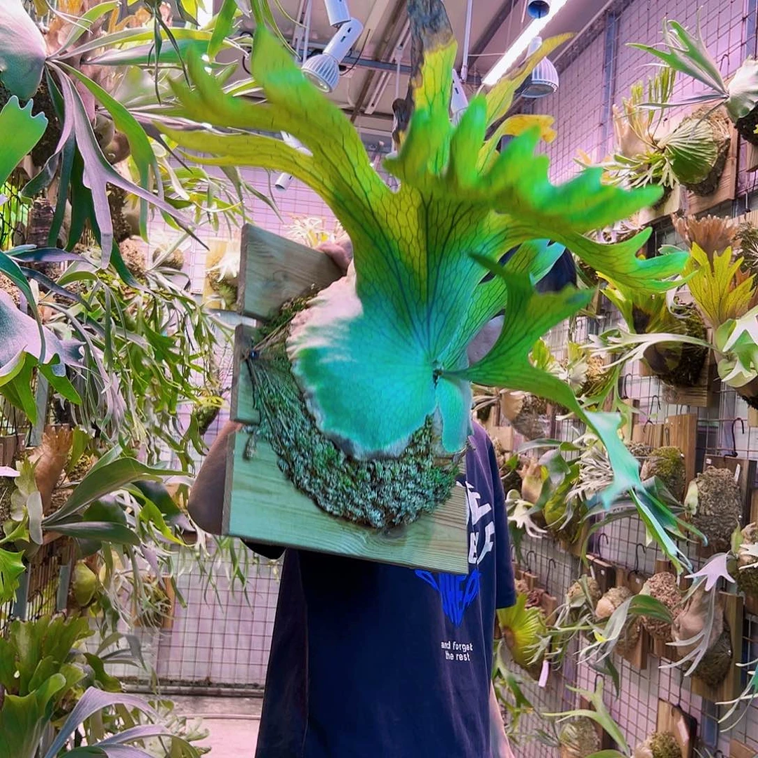 无花朵何其美a0022