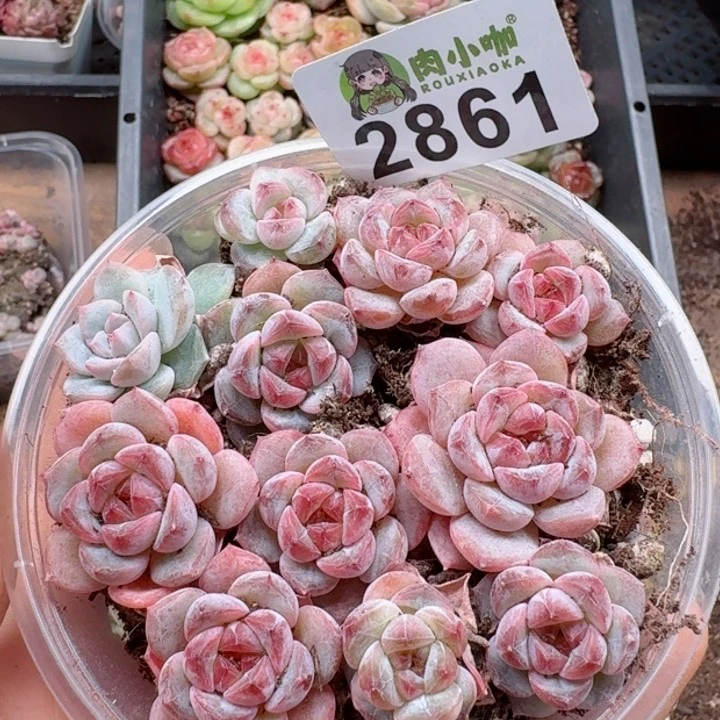 多肉植物多肉植物