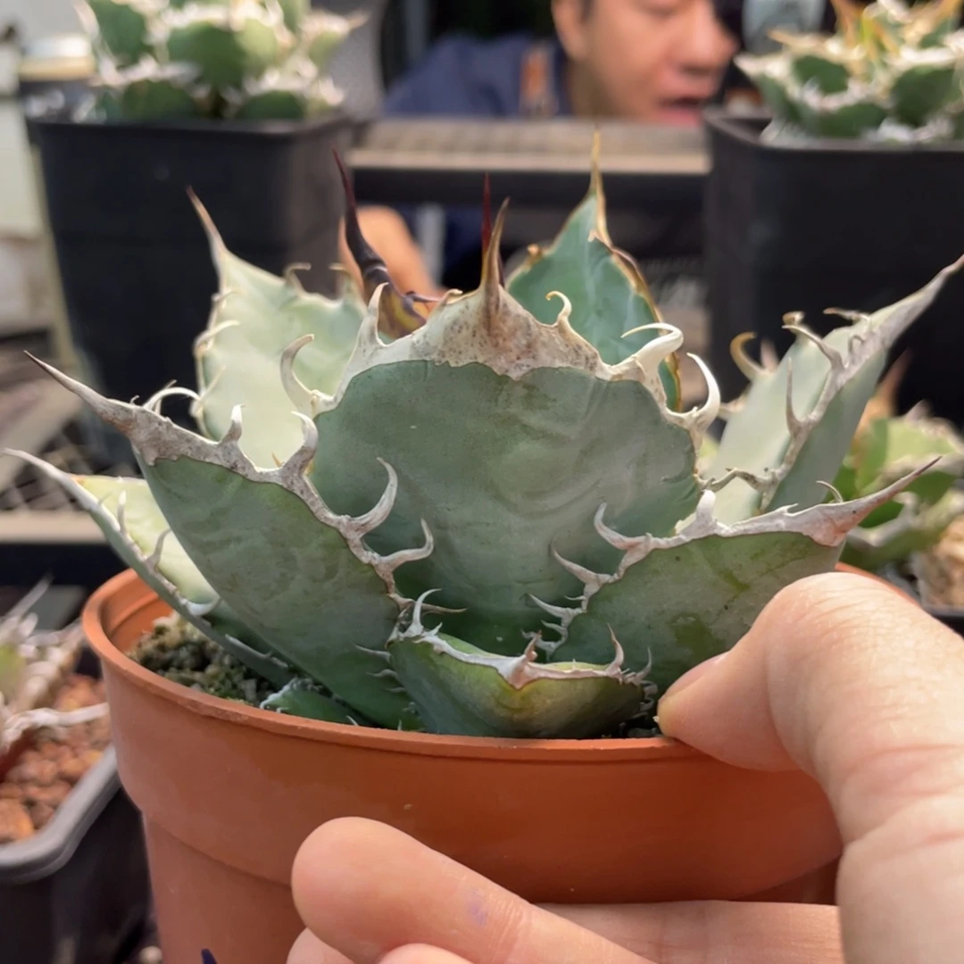 蓝肌野二111111111