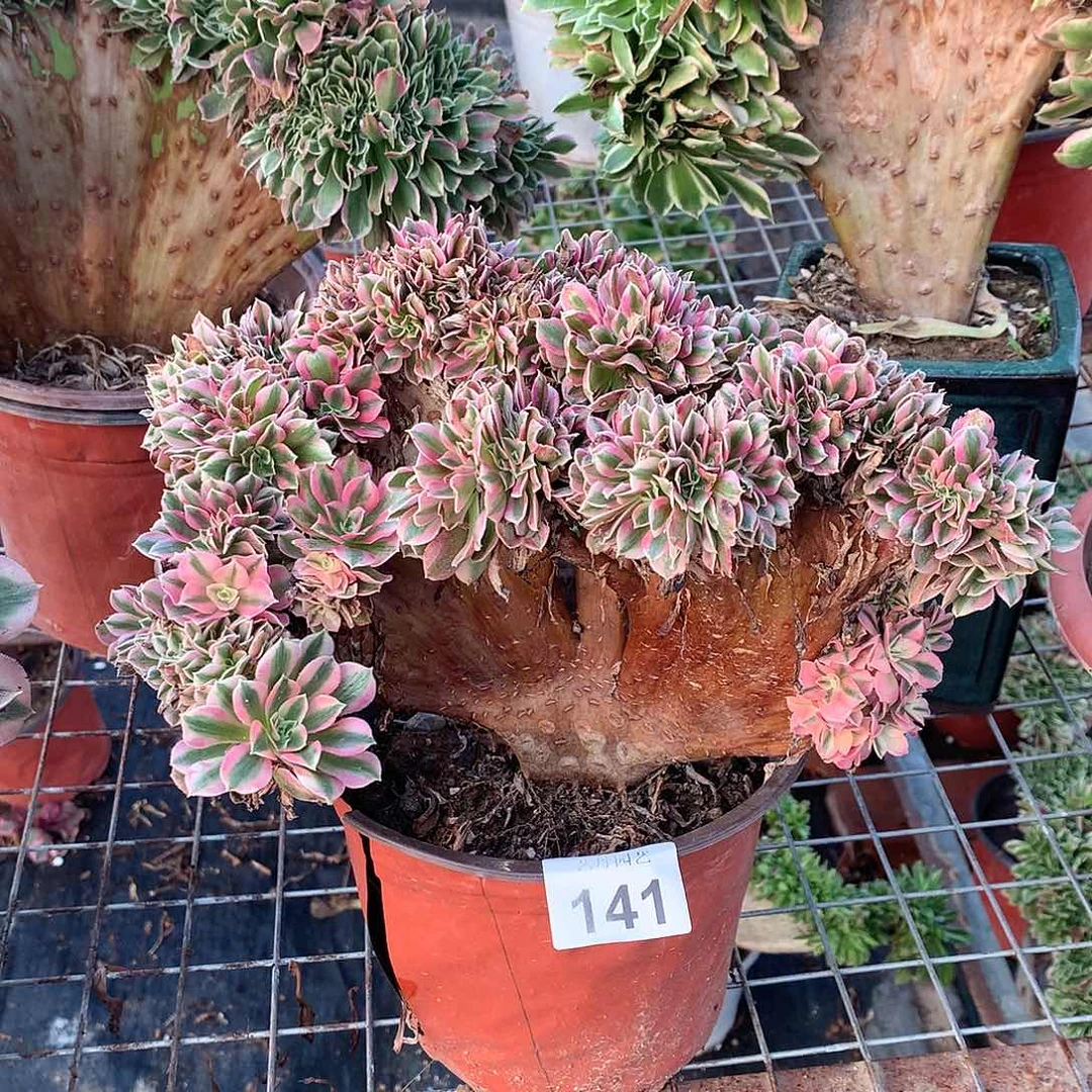 ?****?141粉女巫缀化的